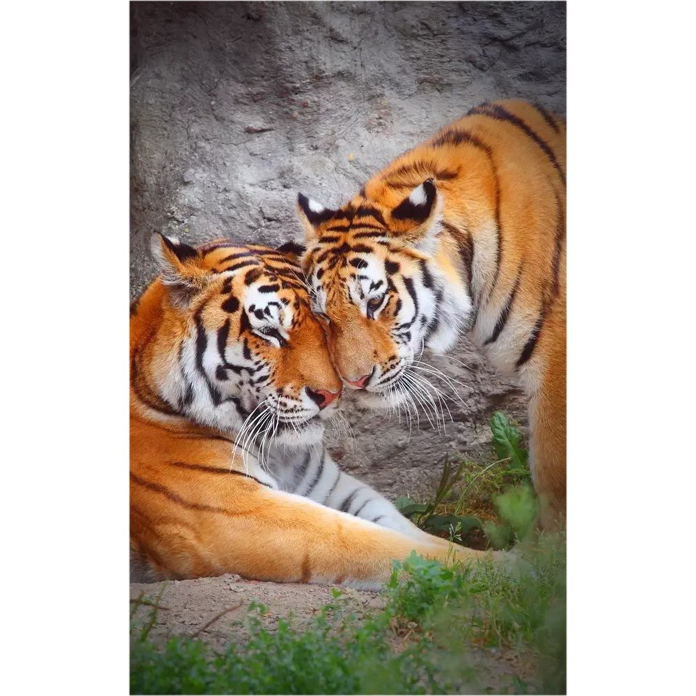 фото Гибкий настенный обогреватель jarkoff - тигры